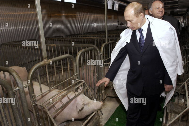 Fichier:Putin-pigs.png